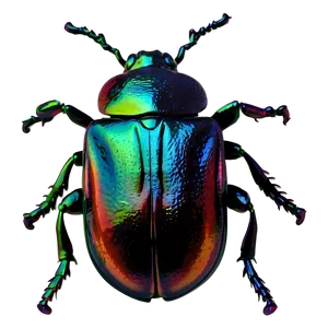 Beetle Life Cycle Diagram PNG Hgb80