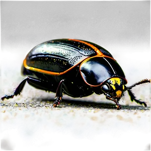 Beetle Navigation Skills PNG 05242024 PNG
