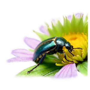 Beetle On Flower Macro PNG 88 PNG
