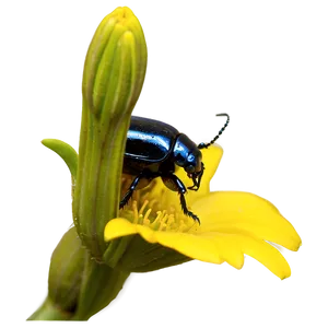 Beetle On Flower Macro PNG Cxi PNG
