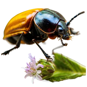 Beetle On Flower Macro PNG Rmf PNG