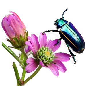 Beetle On Flower Macro PNG Whh55 PNG