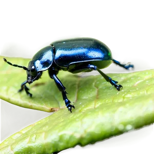 Beetle On Leaf Close-up PNG 05242024