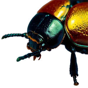 Beetle On Leaf Close-up PNG 10