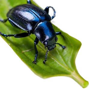 Beetle On Leaf Close-up PNG 64