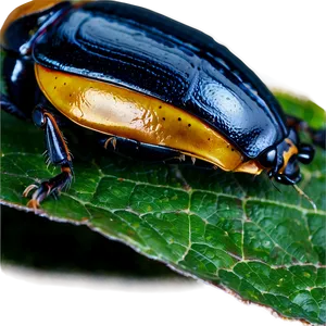 Beetle On Leaf Close-up PNG Hdc