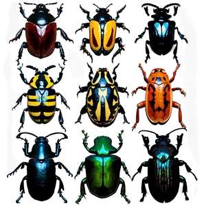 Beetle Species Chart PNG 05242024