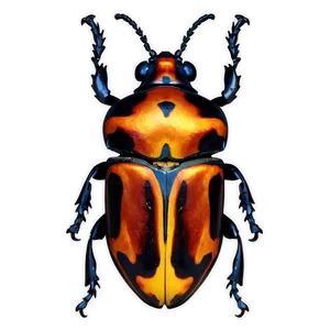Beetle Species Chart PNG 20