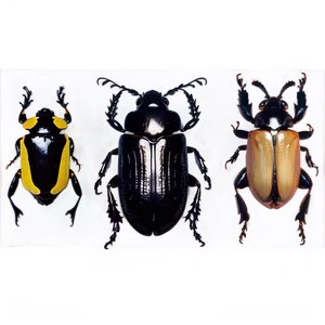 Beetle Species Chart PNG Ndv43