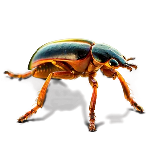Beetle Under Microscope View PNG 13