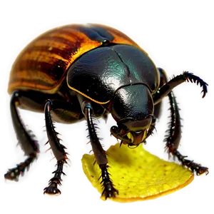 Beetle Under Microscope View PNG Xvb