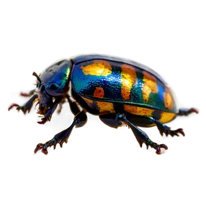 Beetle With Transparent Background PNG Lbh99