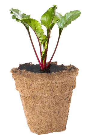 Beetroot Seedlingin Biodegradable Pot PNG image