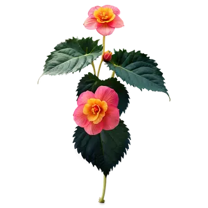 Begonia Flower Art PNG 05252024