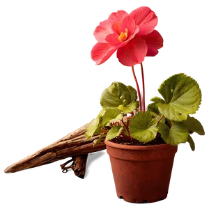 Begonia Flower Art PNG 05252024