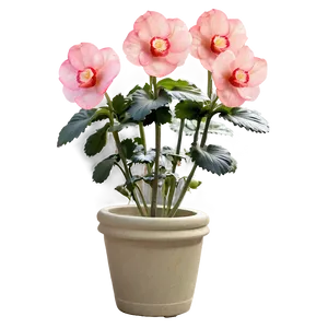 Begonia Flower Art PNG 05252024