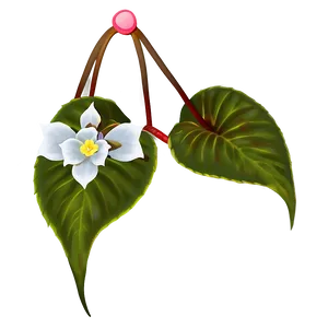 Begonia Flower Art PNG Igg14