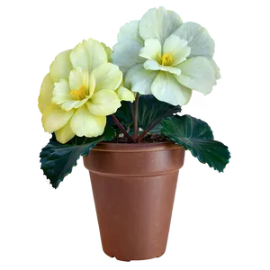 Begonia Flower Bush PNG Fhk PNG