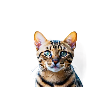 Bengal Cat Face PNG 19