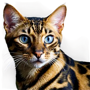 Bengal Cat PNG Hrn