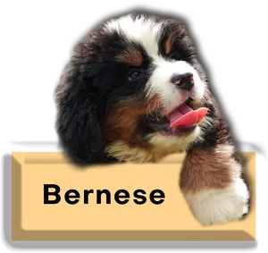 Bernese Mountain Dog Puppy Cute PNG