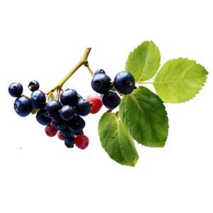 Berries On Vine Png 06122024 PNG image