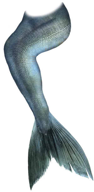 Betta Fish Tail Closeup.png PNG image