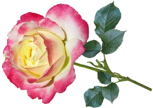 Bi Color Rose Isolated Background