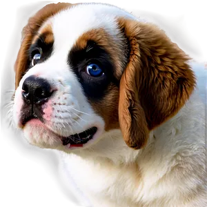 Big Eyed Saint Bernard Puppy PNG 11 PNG