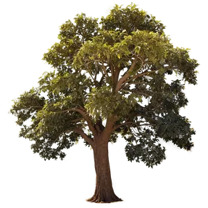 Big Tree At Golden Hour PNG Vkj84 PNG
