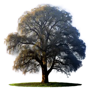 Big Tree In Foggy Landscape PNG 06262024 PNG