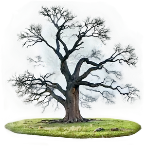 Big Tree In Foggy Landscape PNG Lhq PNG