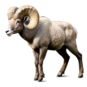 Bighorn Sheep PNG 49 PNG
