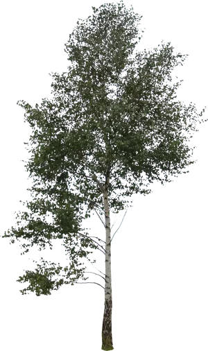 Birch Tree Against Sky