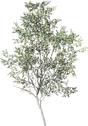 Birch Tree Single Standing