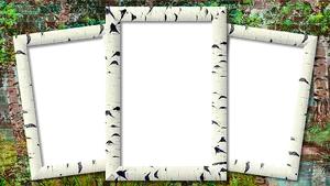 Birch Triptych Frames Garden Background