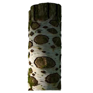 Birch Wood Log PNG 56 PNG