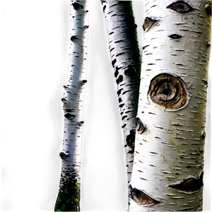 Birch Wood Texture PNG Ogd75