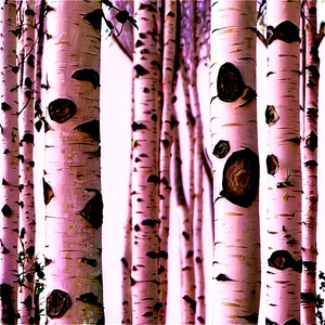 Birch Wood Texture Png Ykp12 PNG image