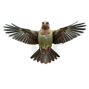 Bird B