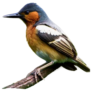 Bird C PNG