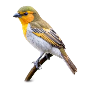 Bird Coloring Page PNG 06132024 PNG