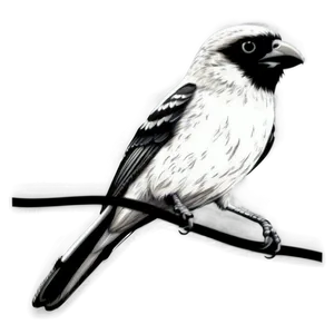 Bird Coloring Page PNG 06132024 PNG
