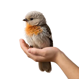 Bird In Hand PNG Usl51