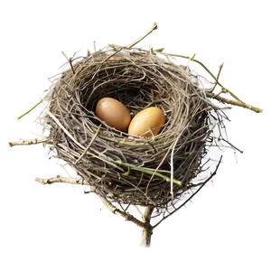 Bird Nest Building PNG 12