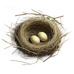 Bird Nest Illustration Png 06212024 PNG image