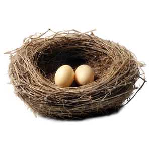 Bird Nest In Barn PNG 06212024