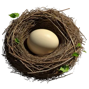 Bird Nest In Foliage PNG 17 PNG