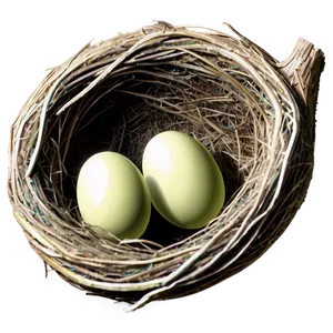 Bird Nest In Summer PNG Juw PNG