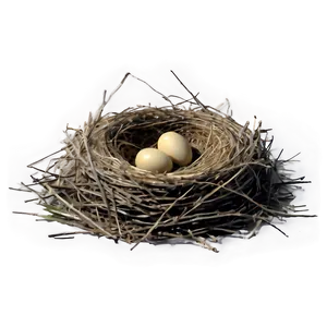 Bird Nest On Ground PNG 06212024